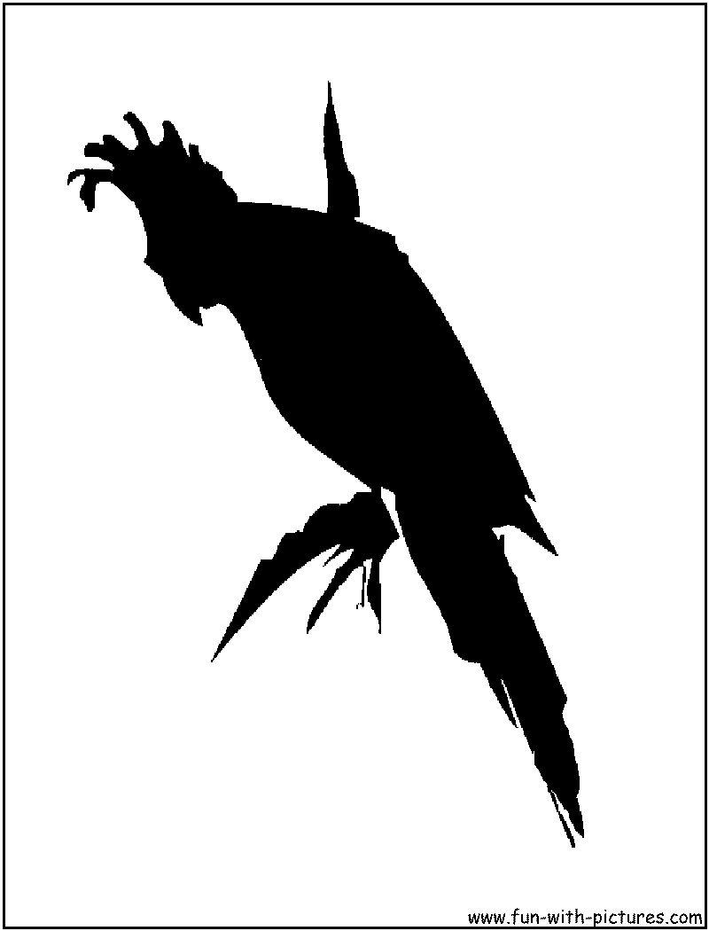 Cockatoo Silhouette