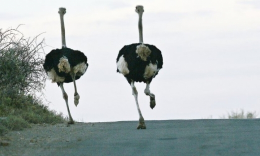 Funny Running Animals