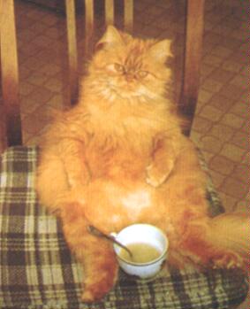 Kitty Eats