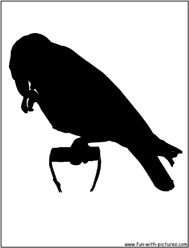 Parrot Silhouette