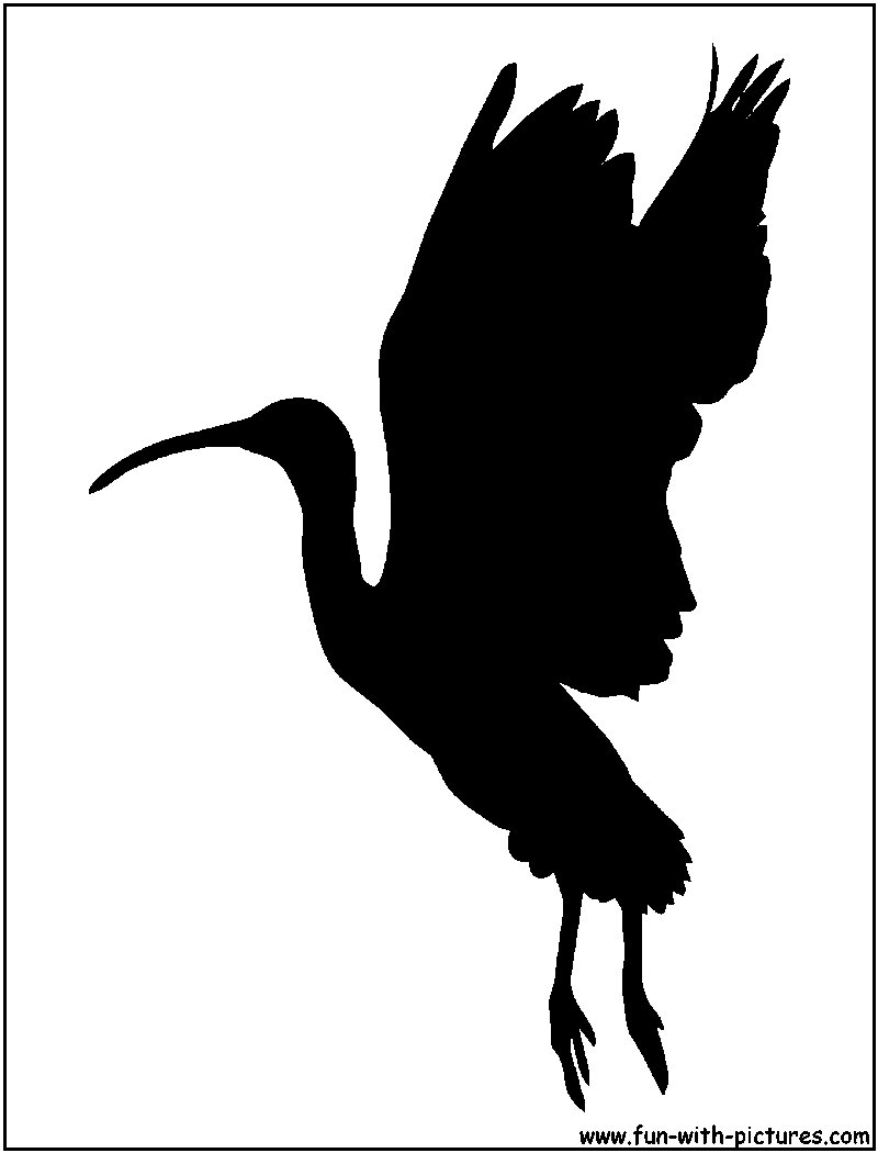 Scarlet Ibis Silhouette