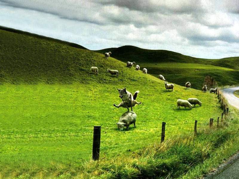 Sheepdog