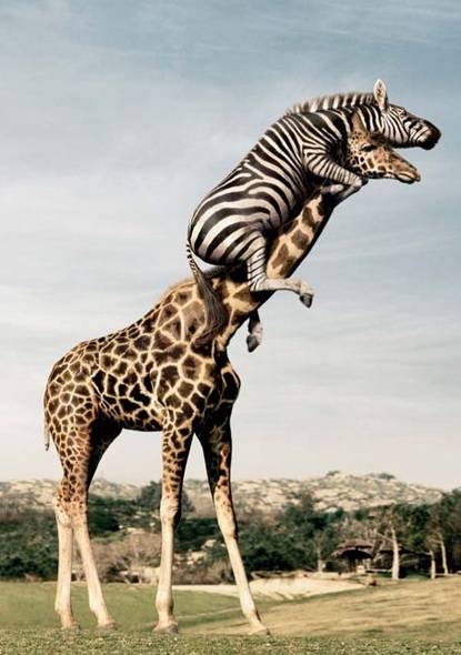 Striped Hitchhiker
