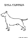 bullterrier