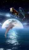 cow dolphin 2