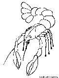 crawfish