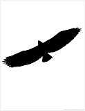 flying eagle silhouette