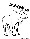 moose