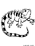 newt