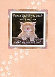praying cat