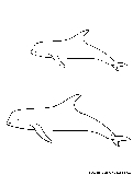 Rissos Dolphin Coloring Page 