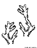 sea coral