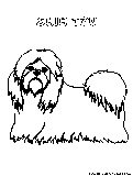 shihtzu