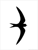 swift silhouette