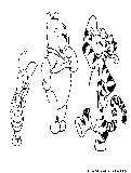Tiggershowsoff Coloring Page 