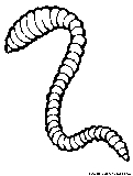 worm