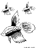 guppy